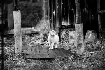 Stray cat outdoors. Black and white photo.