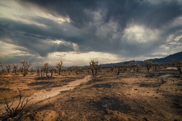 This serene image shows a Mojave Desert landscape with dramatic clouds and joshua tree plants. 