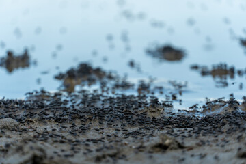 Swarm of flying mosquitoes and insects around the lake during hot summer