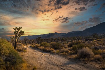 This beautiful outdoor image captures a golden sky right before sunset in a remote desert...