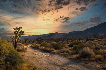 Deurstickers This beautiful outdoor image captures a golden sky right before sunset in a remote desert landscape.  © Gypsy Picture Show