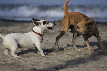 two dogs playing on the beach close the waves