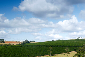 Obraz premium Farm coffee plantation in Brazil