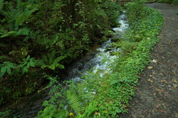 Fototapeta premium 軽井沢の風景