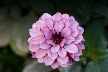 Blooming pink dahlia in the garden. Dahlia is a genus of bushy, tuberous, herbaceous perennial plants native to Mexico.