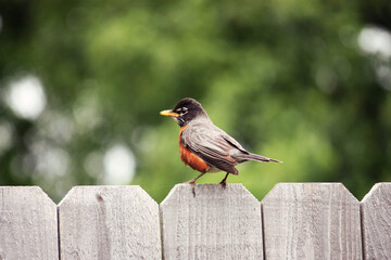 Robin On A Fence