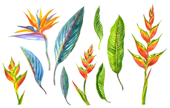 Strelitzia Reginae or Bird of paradise and Heliconia stricta flower (lobster claw, parrot beak, wild bana) botanical set, watercolor illustration on white background, isolated