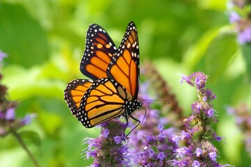 Monarch on purple flower