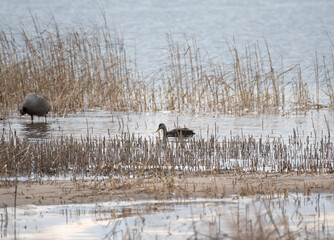American Black Duck