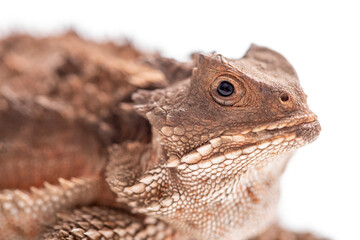 Horned Toad