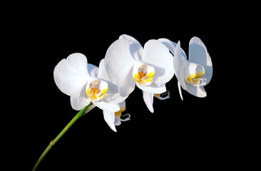beautiful white orchids closeup isolated on a black background