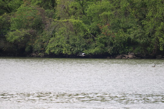 Heron in Flight