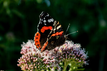Black and red admiral butterfly sitting on pink flower called Hemp agrimony Eupatorium cannabinum, beautiful closeup of butterfly feeding of bunch of flowers.