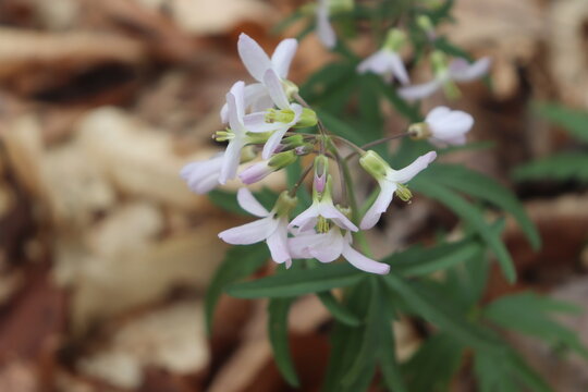 snowdrop flower in the forest
