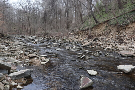 Creek Bed in the Woods