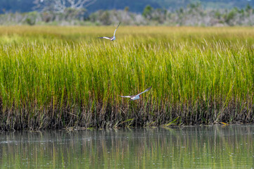 American Oystercatchers Flying in Front of Tall Grass of salt Marsh