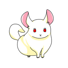 白色のチンチラ