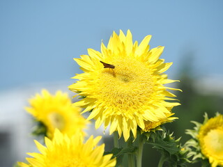 ヒマワリ（スターバーストレモンオーラ）