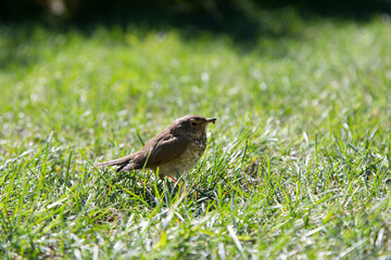 Selective focus back lit side view of Swainson’s thrush standing on sunny lawn with grass in its beak, Saint-Raymond-de-Portneuf, Quebec, Canada