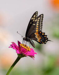 Black swallowtail butterfly nectaring on a pink flower