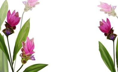 Siam Tulip flower on banner vector illustration