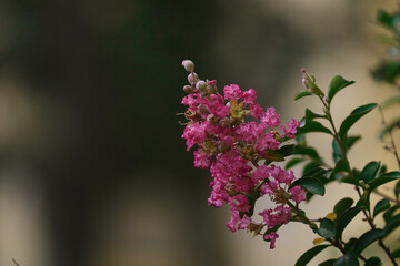 lilac branch with buds