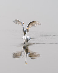 Two great egrets fighting over fishing turf