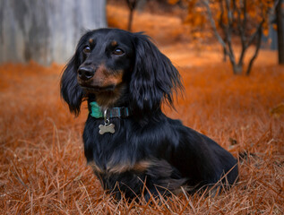 autumn dog