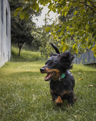 running puppy