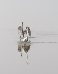 Two great egrets fighting over fishing turf