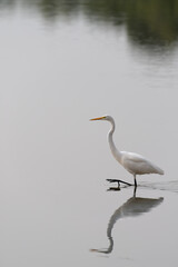 Great egret slowly lifting it’s foot as it wades through shallow water