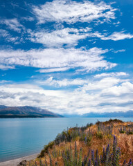 Vertical panorama at Lake Pukaki, a famous alpine lake in New Zealand, South Island, attracting film-makers and alpinists from around the world. Lupine flowers are blooming on the shore in December.