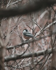 Chickadee