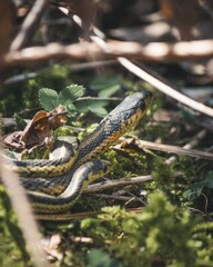 Garner Snake