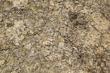 concept background of nature dry