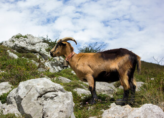 picture of a goat in the bush with breathtaking views of the mountains