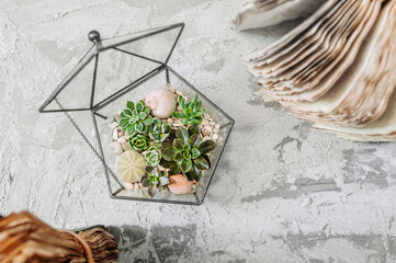 geometric glass vase with succulents, cactuses, stones and shells on gray cement table with old...