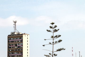 Aereal view of a Top Pine tree with cell phone antennas around