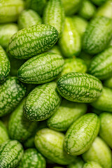 Fresh harvested cucamelons or mouse melons
