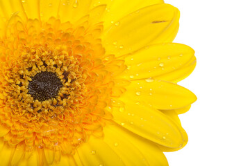 yellow gerber on white background