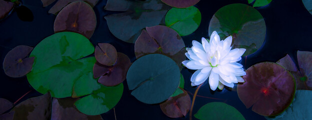 closeup beautiful lotus flower and green leaf in pond, purity nature background, red lotus water...