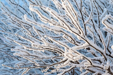 Snow and rime ice on the branches of bushes. Beautiful winter background with twigs covered with hoarfrost. Plants in the park are covered with hoar frost. Cold snowy weather. Cool frosting texture.