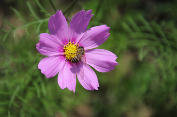 Obraz premium Bee Working On Pink Cosmos Flower.