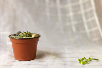 Red pot with a small plant on a white tablecloth