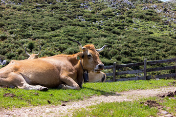 image of a cow lying in a meadow with a mountain background