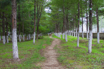 Fototapeta premium trail in a park in early Spring