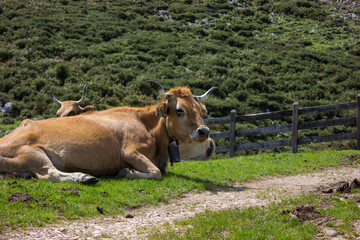 image of a cow lying in a meadow with a mountain background