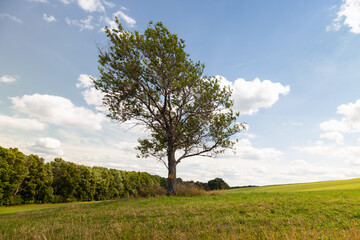 Fototapeta na wymiar Tree in field