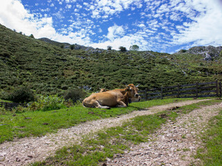 image of a cow lying in a meadow with a mountain background