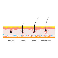 Hair growth cycle skin isolated on white background